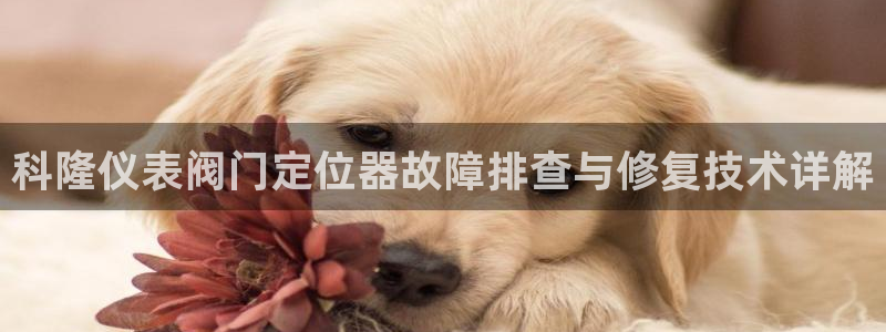云顶国际平台app